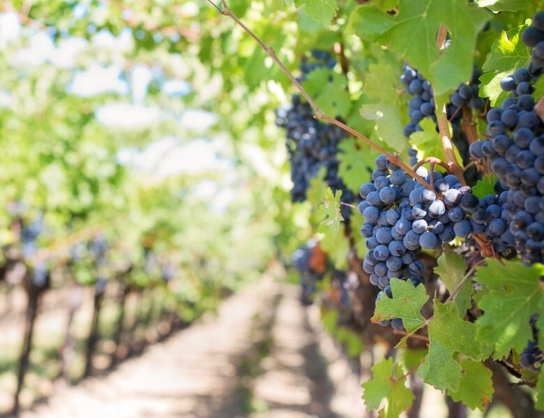 Sostenibilità nel mondo del vino: cosa significa davvero?