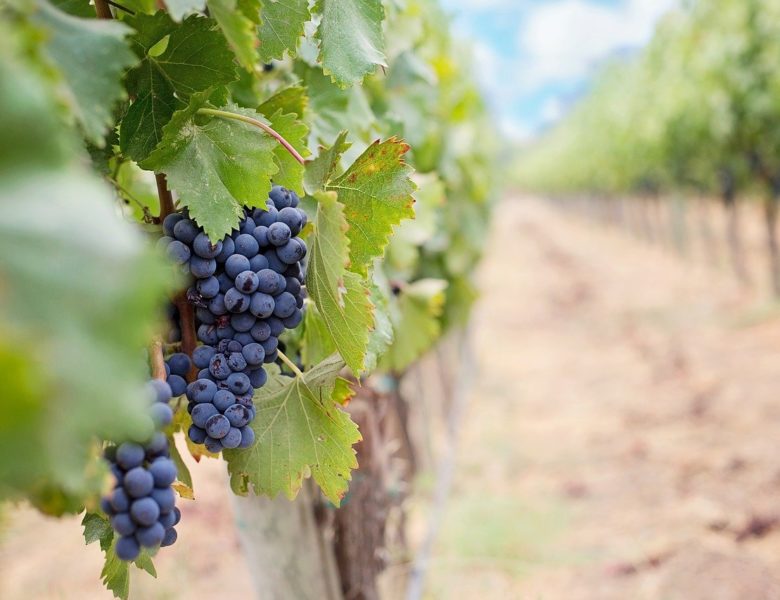 L’eccellenza enologica Italiana in mostra