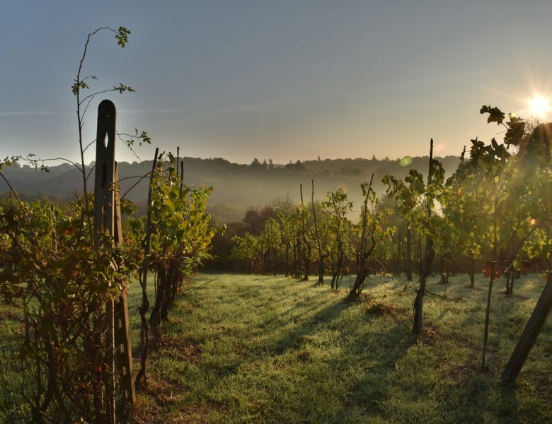 Le strade del vino più belle fuori dall’Europa