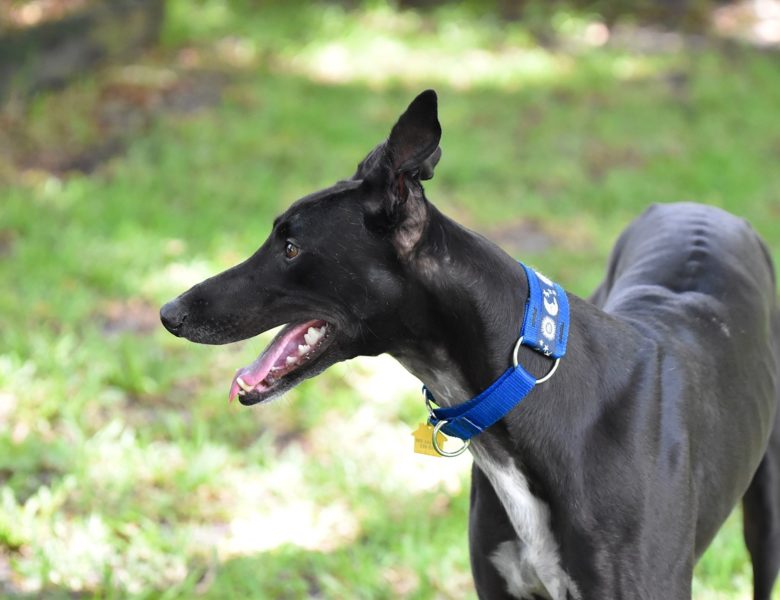 Come aprire un canile