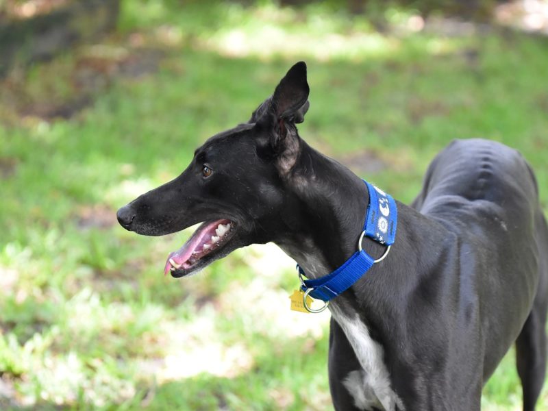 Come aprire un canile