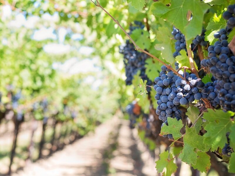 Sostenibilità nel mondo del vino: cosa significa davvero?